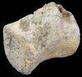 Unidentified Dinosaur Caudal Vertebrae - Aguja Formation, Texas #31725-1